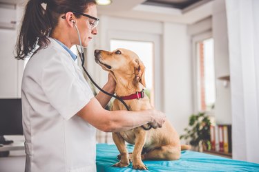 Veterinarian Examining Dog