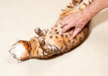 Bengal kitten having tummy rubbed