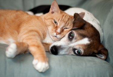 Brown and white dog and orange cat laying together