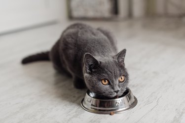 British cat eating food from a bowl on the floor