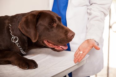Veterinarian giving pill to a dog