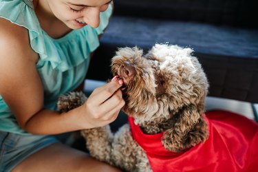 young woman giving cute fluffy dog a treat