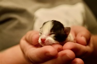 Kitten in Human Hand