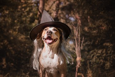 Cute dog with broomstick dressed up for halloween as friendly forest witch.