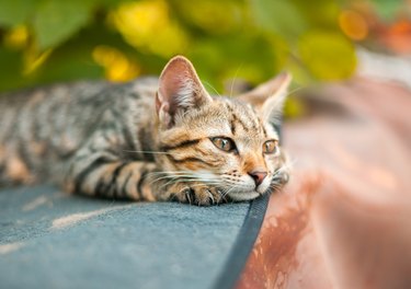 Cute kitten relaxing in the garden