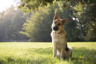 German Shepard sitting in a green park surrounded by trees