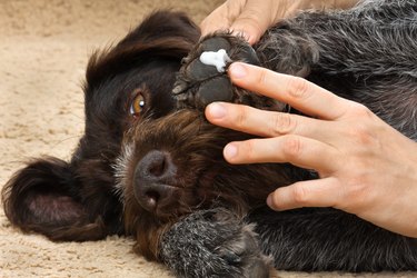 hands smearing ointment on a dog's paw