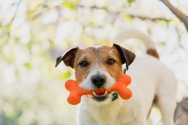 Dog holding toy bone in mouth under branch of blossoming apple tree