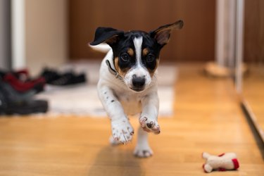 Young terrier dog running in house