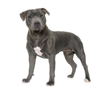 staffordshire bull terrier