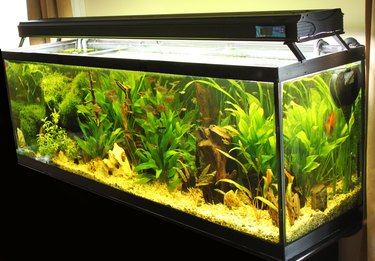 Freshwater aquarium