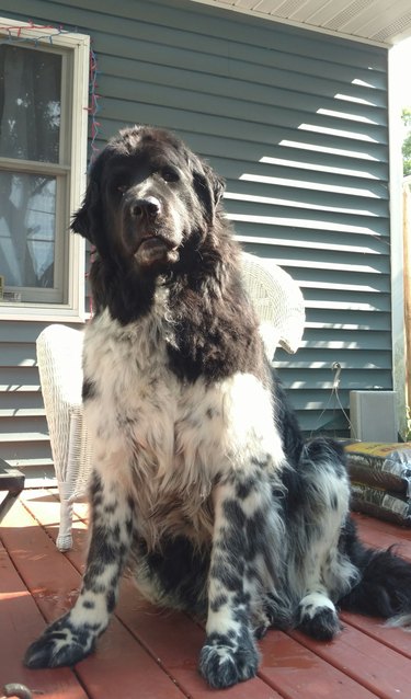 Portrait Of Newfoundland Dog Sitting Outside House