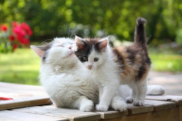 Adorable kitten resting with his mother