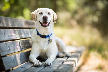 how much food for a golden labrador puppy