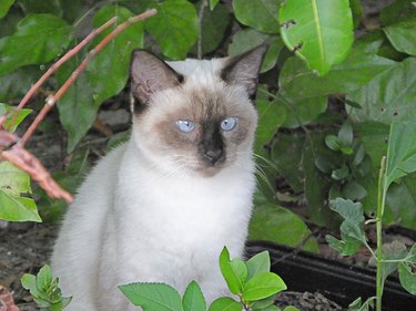 Siamese Cat (Felis catus)