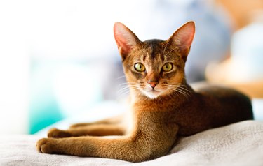young Abyssinian cat in action