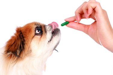 A woman veterinary giving a medicine to a sick dog