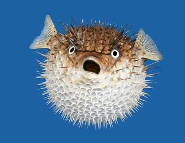 Blow fish frontal view