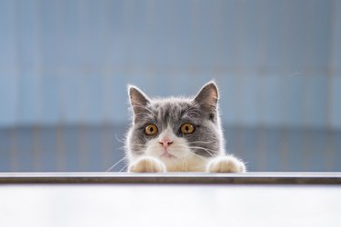 British short-haired cat lying on the windowsill