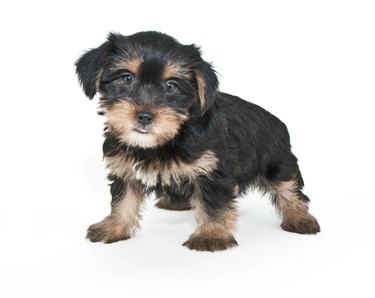 Morkie Puppy