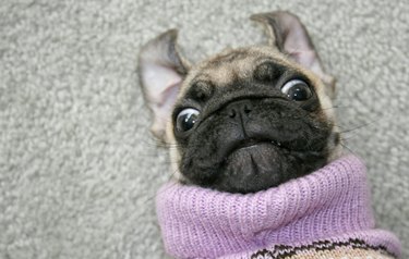Close-Up Portrait Of Pug With Sweater Against Wall