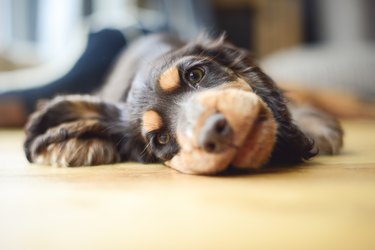 when should i deworm my pregnant dog