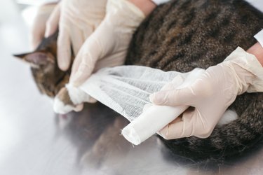 person wrapping cat's leg in a bandage