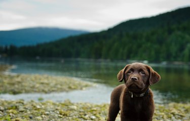 Dog Standing On Pebbles By Lake With Trees