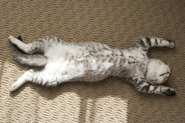 Adorable silver tabby kitten sleeping stretched out