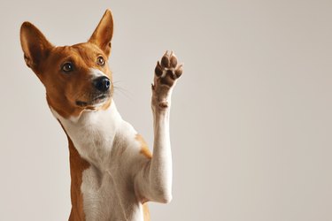 Cute dog giving his paw