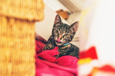 Licking gray tabby kitten lying on red pillow