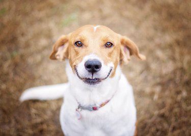 Smiling Beagle Mix