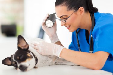 veterinarian wearing blue scrubs using light to examine the skin of a white, black, and brown dog lying on the exam table