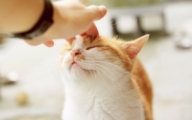 cute cat getting his head petted by a hand