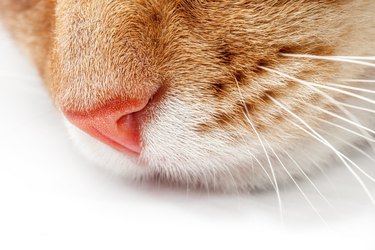 Close-up of a cat's muzzle on a white background