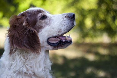 125 Winning Russian Dog Names | Cuteness