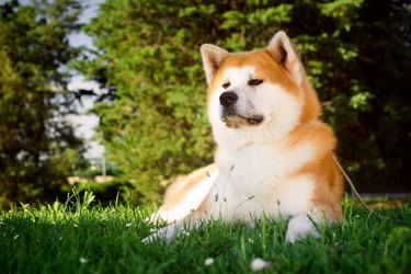akita dog in grass