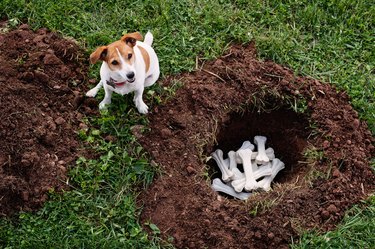 Dog burying bones