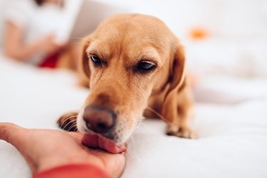 Dog lying on the bed and licking owners hand