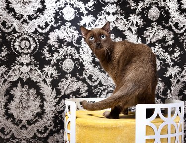 Havana brown cat standing on a yellow cat bed in a room with black and white Victorian wallpaper.
