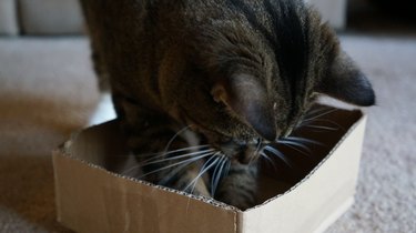 Cat With Paws in Box