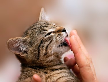 Striped kitten licking man's finger