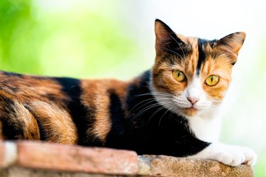 Calico cat face closeup outside with green orange eyes looking at camera in garden lying down on brick wall with black and white fur and bokeh blurry background in Perugia, Umbria Italy