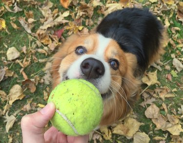 dog looking up at tennis ball