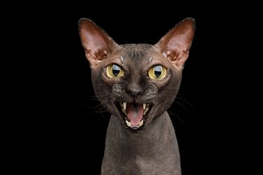 Funny Sphynx Cat on isolated black background