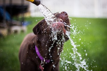 Wet Dog Playing In Water