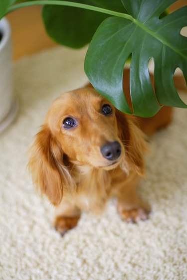 Miniature Dachshund looking out from behind houseplant