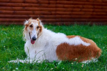 Dog breed Russian hound greyhound