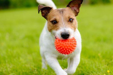 Close up of dog running and playing fetch with orange ball toy