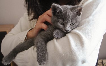 Midsection Of Woman Embracing Gray Cat At Home